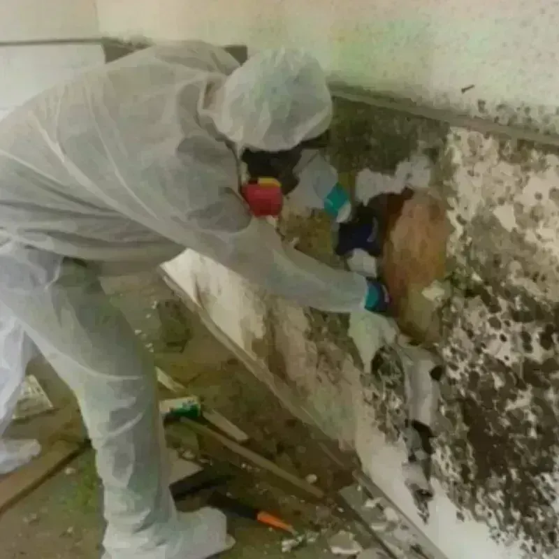 Mold Remediation and Removal in Alpharetta, GA